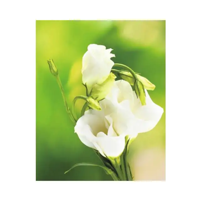 Panou Radiant Infrarosu Tip Tablou 13649031 60x30 Cm 210 Watt